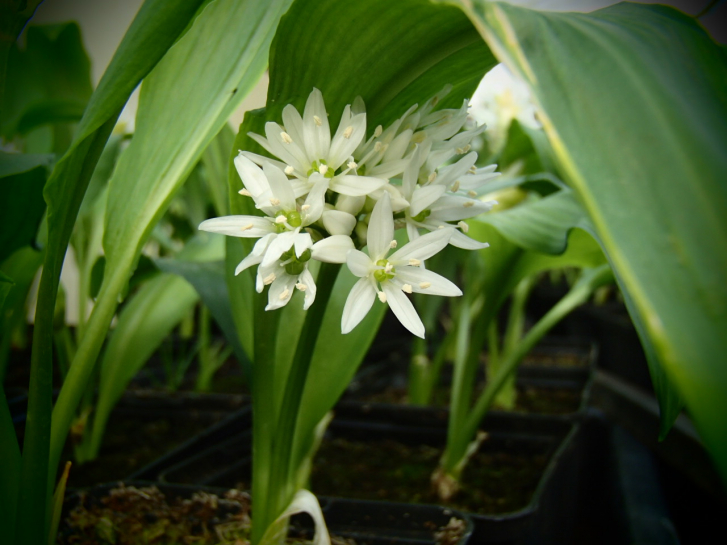 7810 / Allium ursinum